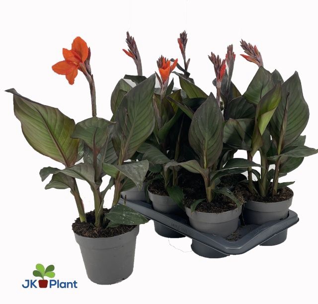 <h4>CANNA CAN ORAN SHADE</h4>