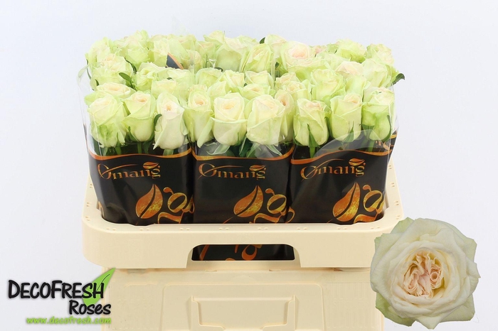 <h4>R GR WHITE O HARA</h4>