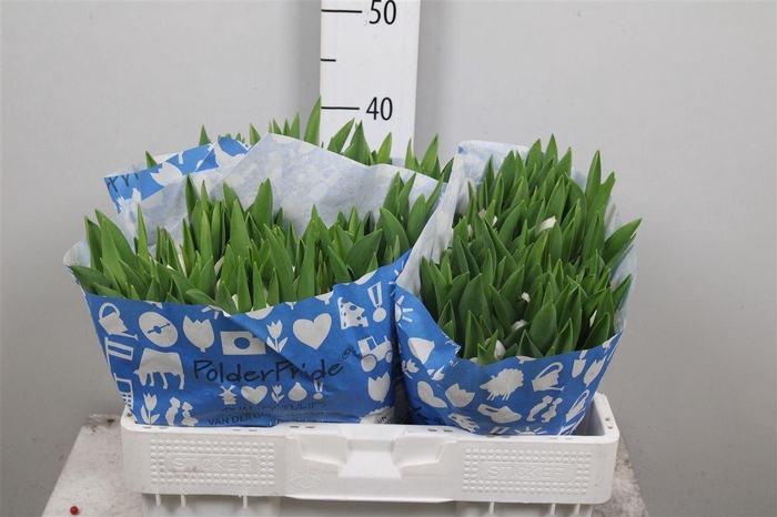 <h4>Tu En Royal Virgin</h4>