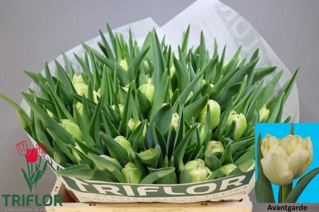 <h4>TU DU AVANT GARDE</h4>