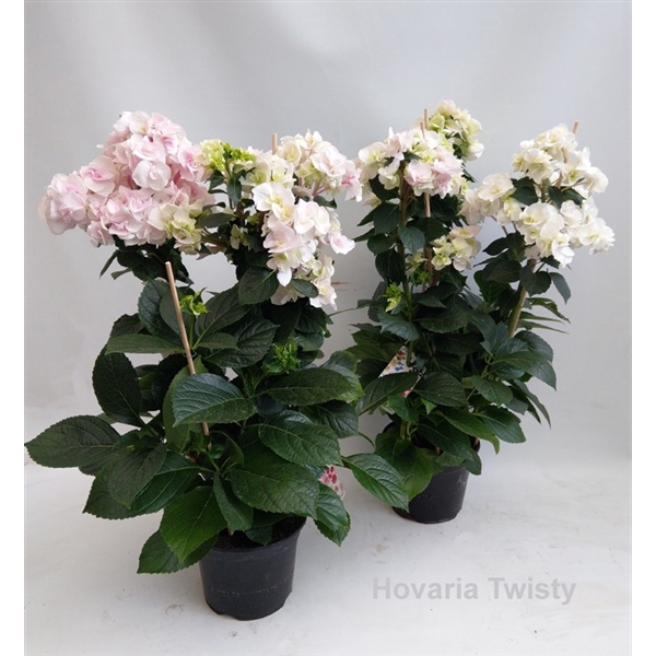 <h4>Hydrangea Hovaria Twisty</h4>