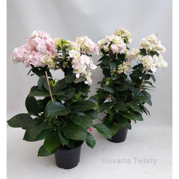 <h4>Hydrangea Hovaria Twisty 2-3 flowers</h4>