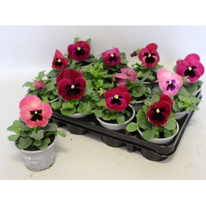 Viola wittrockiana F1 Pink Shades