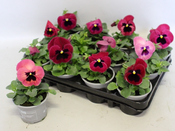 <h4>Viola wittrockiana F1 Pink Shades</h4>