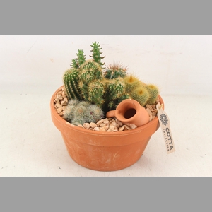 arr3 UB - Terra schaal x3 cactus