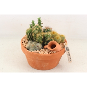 arr3 UB - Terra schaal x3 cactus