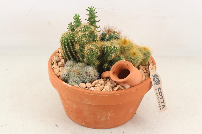 <h4>arr3 UB - Terra schaal x3 cactus</h4>