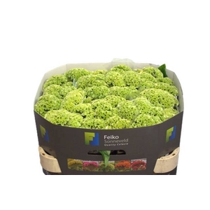 Celosia act verda