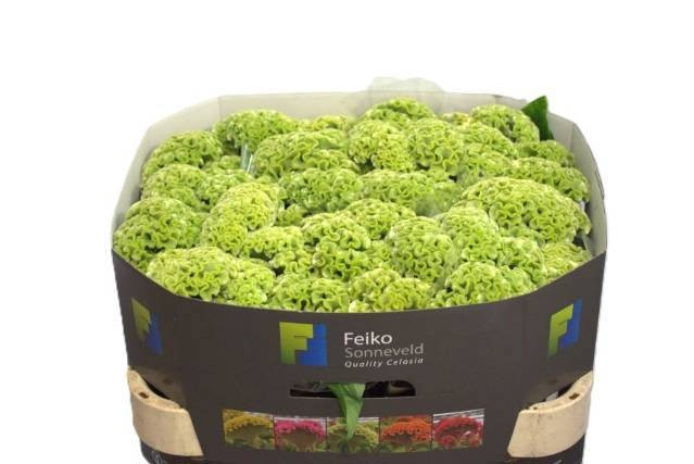<h4>Celosia act verda</h4>