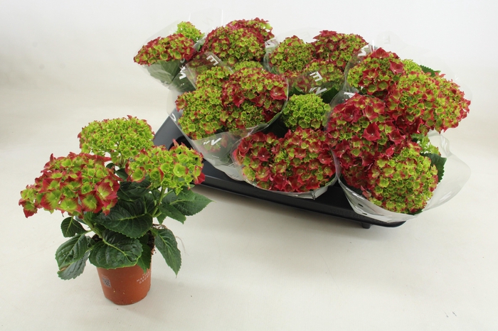 <h4>HYDR M HI FIRE</h4>