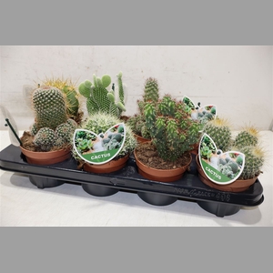 Cactus Gem