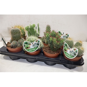 arr8 Cactus Gem