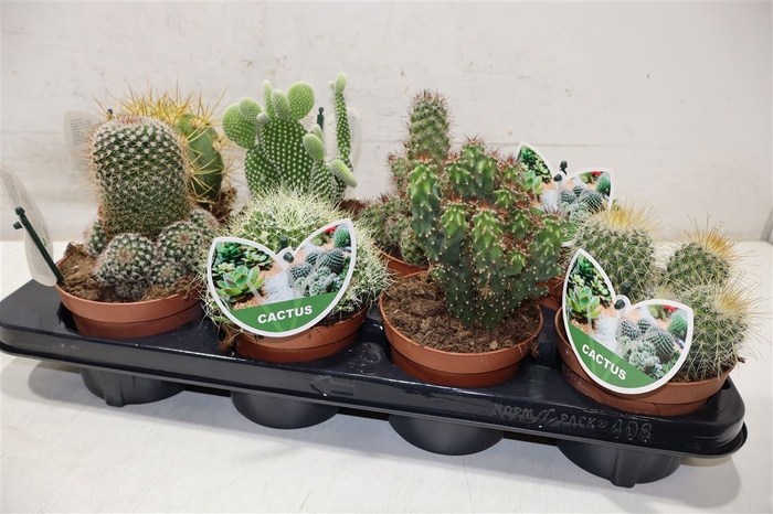 <h4>Cactus Gem</h4>