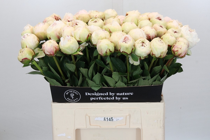 <h4>Paeonia Odile</h4>