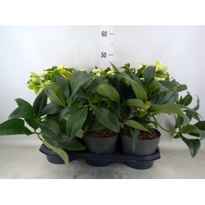 Helleborus  'JWLS Endless'