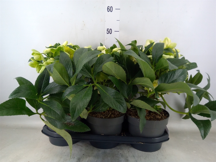 <h4>Helleborus  'JWLS Endless'</h4>