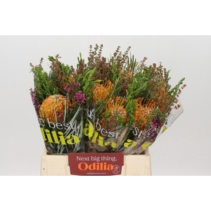 BQ Nutans Soleil SFB
