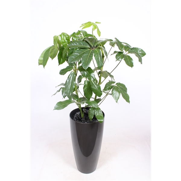 <h4>Schefflera actinophylla 'Amate' in Santorini "antraciet"</h4>