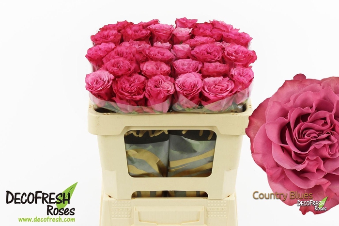 <h4>R Gr Country Blues</h4>