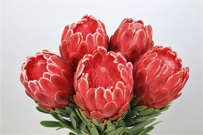 <h4>Protea Venus</h4>
