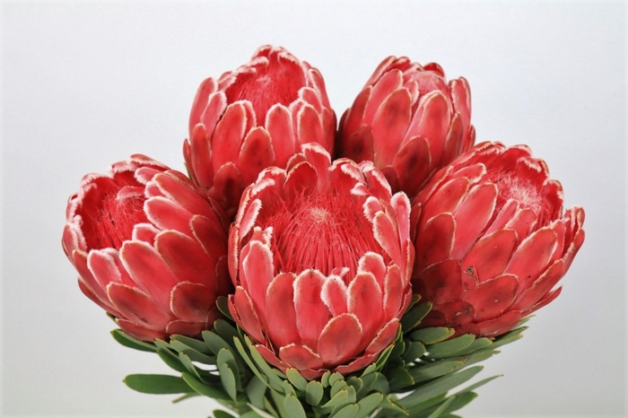 Protea Venus