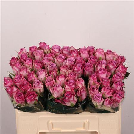 <h4>R Gr Thriller</h4>