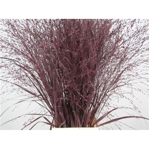 Panicum Warrior Aubergine