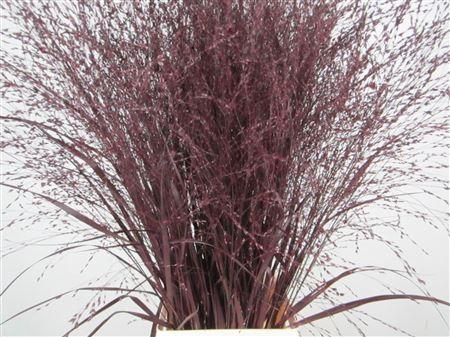 <h4>Panicum Warrior Aubergine</h4>