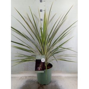 Cordyline austr. 'Variegata'