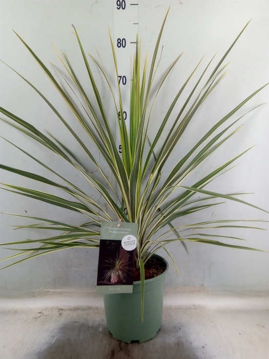 <h4>Cordyline austr. 'Variegata'</h4>