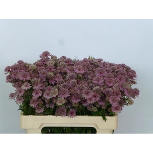 ASTRANTIA ROSA LEE