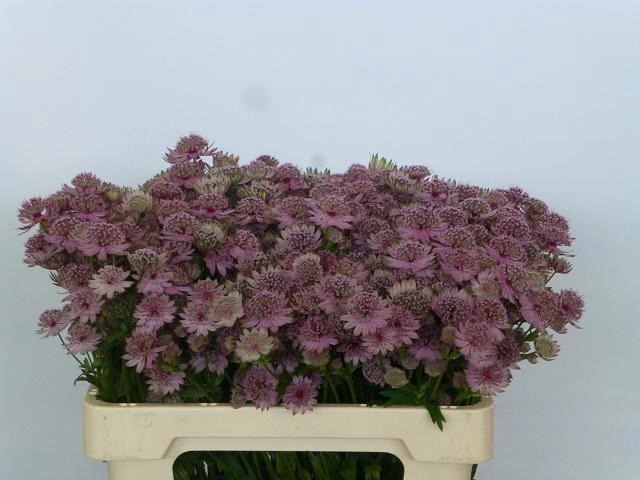 <h4>ASTRANTIA ROSA LEE</h4>