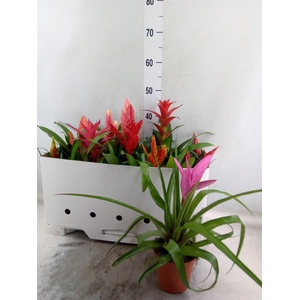 Bromelia   ...mix 10