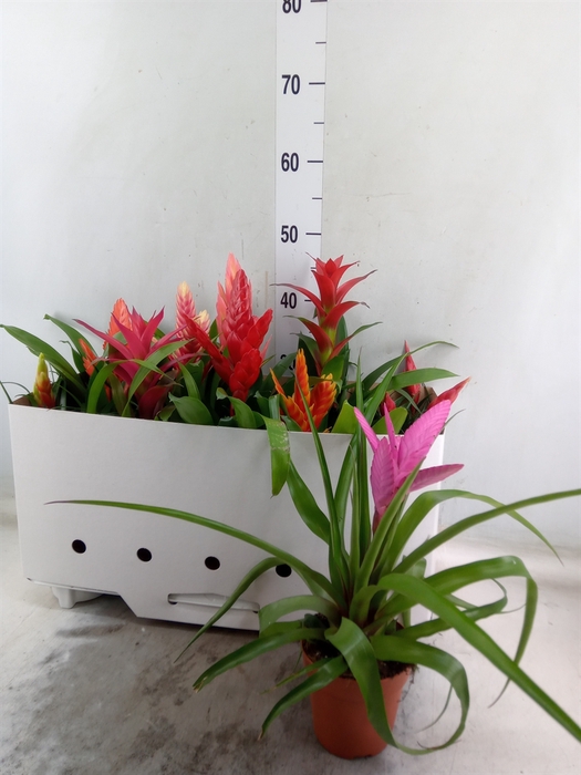 <h4>Bromelia   ...mix 10</h4>