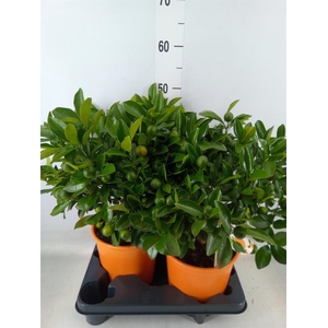 Citrofortunella mic.