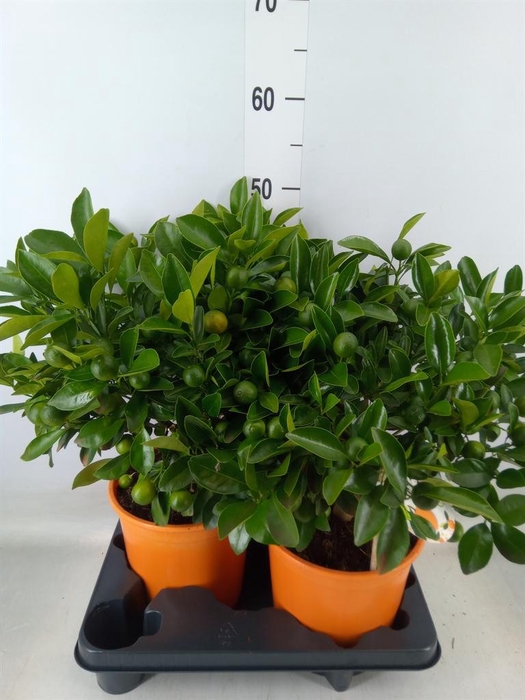 <h4>Citrofortunella mic.</h4>