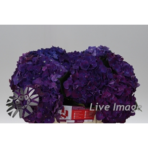 Hydrangea my mon amour purple