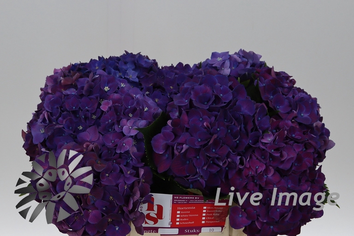 <h4>Hydrangea my mon amour purple</h4>
