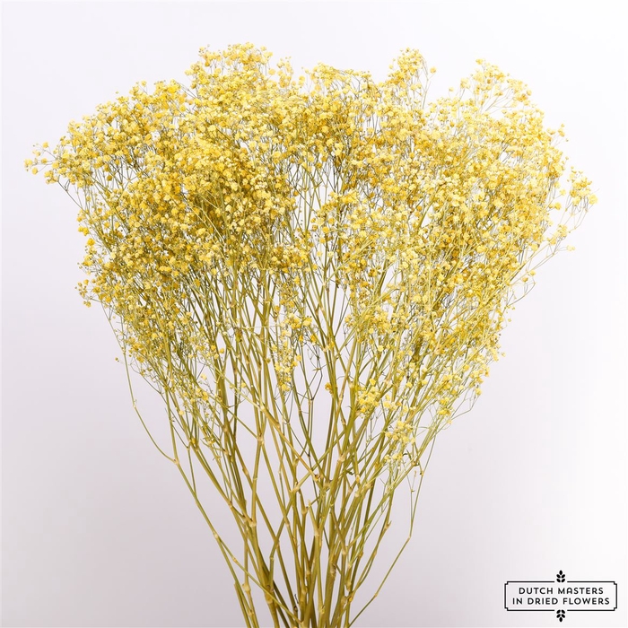 Dried Gyps Yellow Extra Bunch