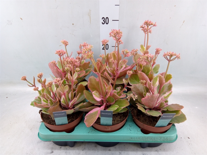 <h4>Kalanchoe NF   ...</h4>