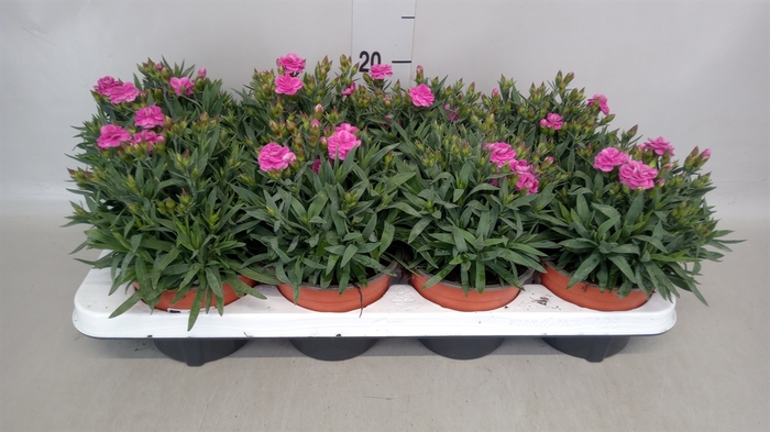 <h4>Dianthus car. 'Peman'</h4>