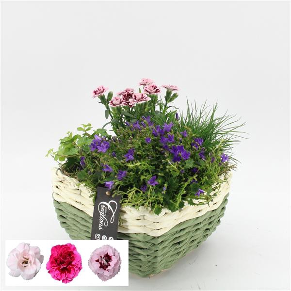 <h4>CACR-2516 Campanula creatie</h4>