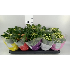 Kalanchoe blos. 'Perfecta'  ..mix 5