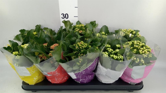 <h4>Kalanchoe blos. 'Perfecta'  ..mix 5</h4>