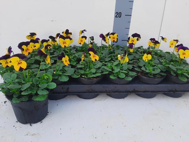 <h4>VIO CO EM YEL PU JUP</h4>