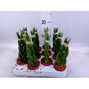 Sansevieria cyl.  ...