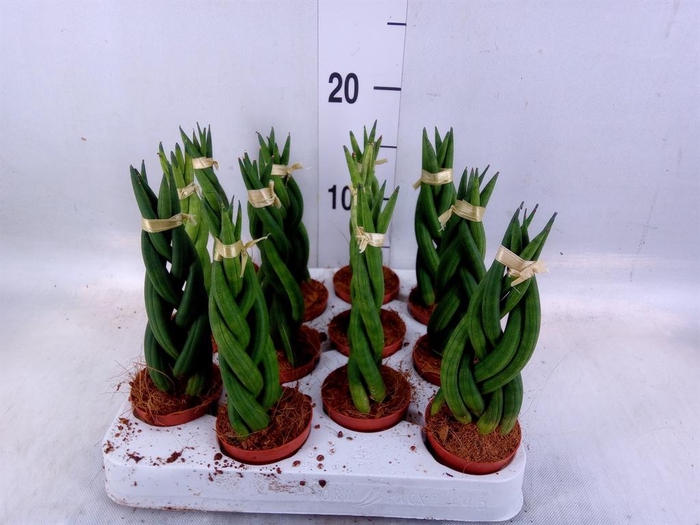 <h4>Sansevieria cyl.  ...</h4>