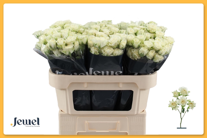 <h4>R TR SNOWFLAKE</h4>