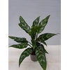 AGLAONEMA COMMUTATUM P13 MARIA
