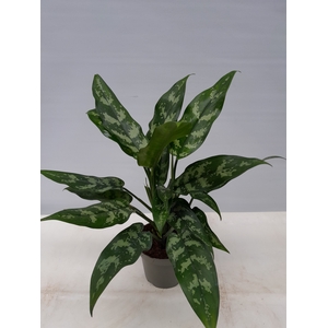 AGLAONEMA COMMUTATUM P13 MARIA